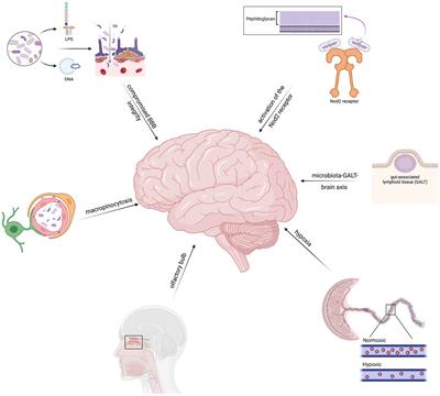 Brain-inhabiting bacteria and neurodegenerative diseases: the “brain microbiome” theory